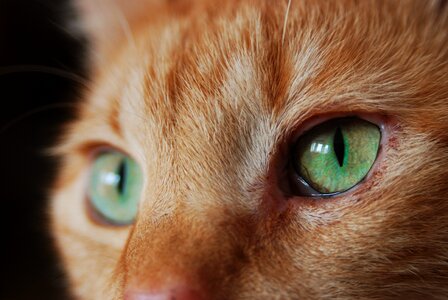 Red tomcat cat's eyes mackerel photo