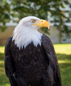 Wildlife portrait head photo