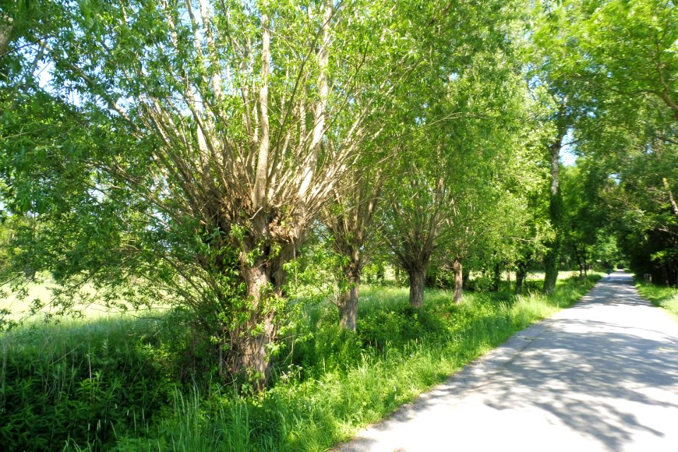Thüle - Barbruch - 1