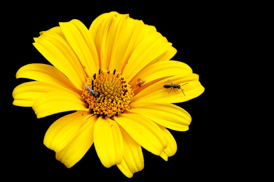Flower yellow flower summer