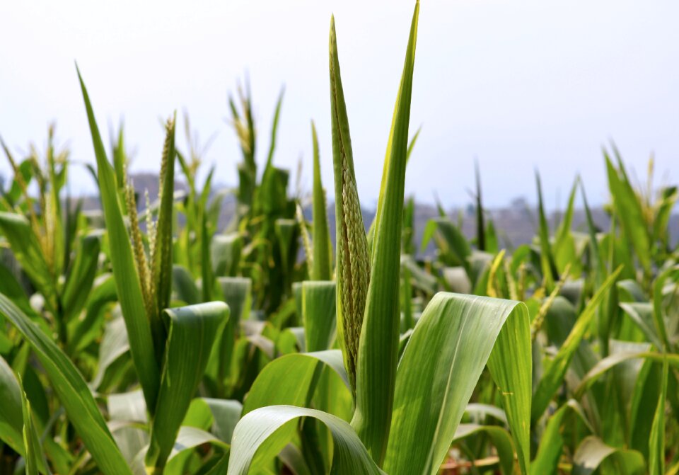 Green farming agricultural