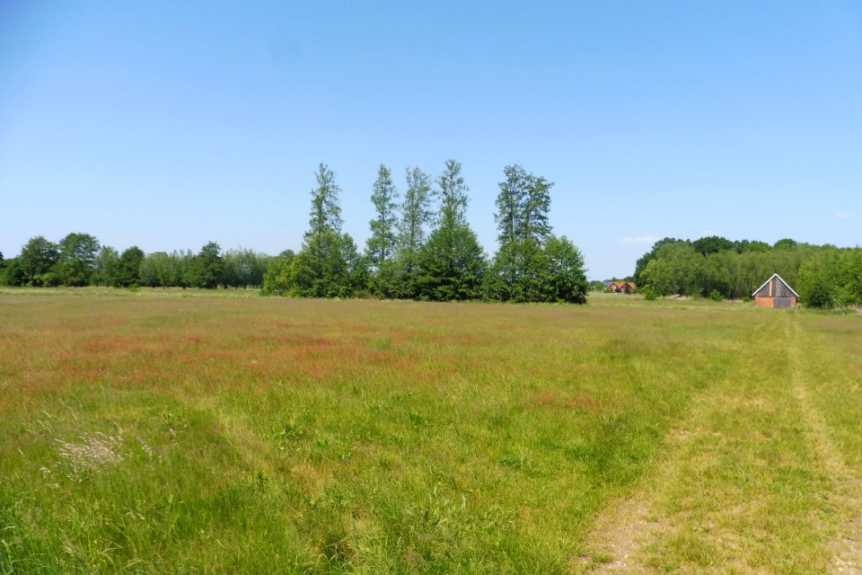 Thüle - Barbruch - 10