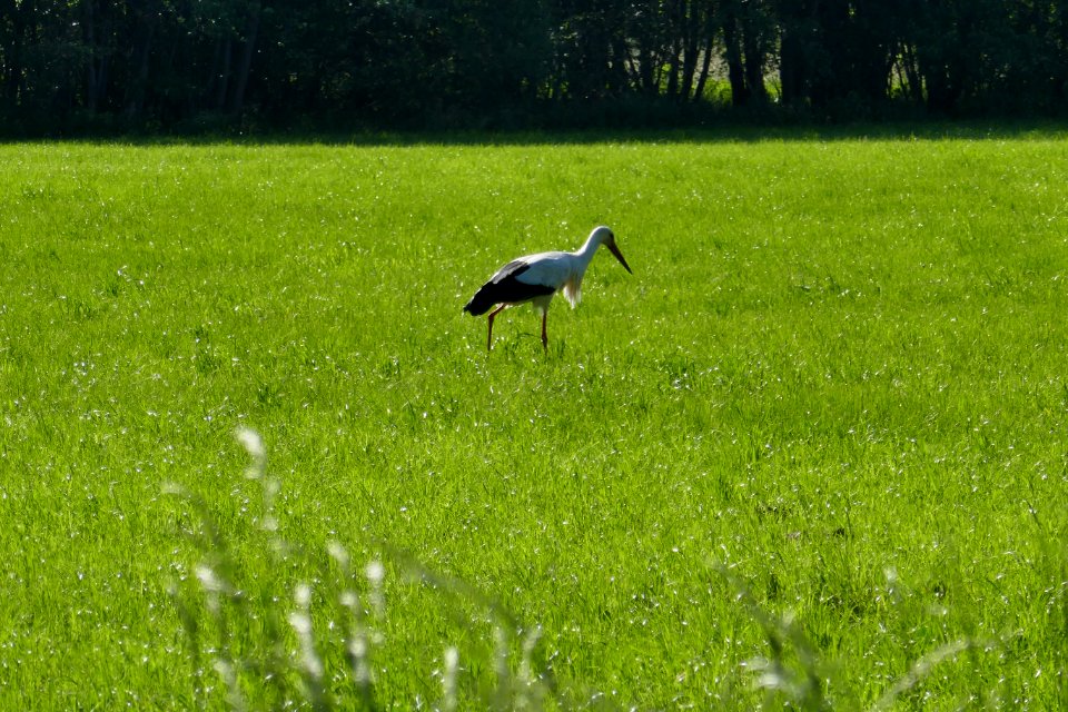 Thüle - Naturschutzgebiet Lippeniederung IV – Barbruch - Weißstorch
