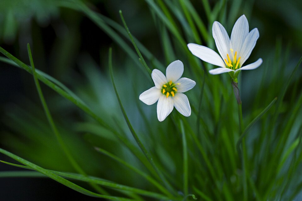 Flower flora nature
