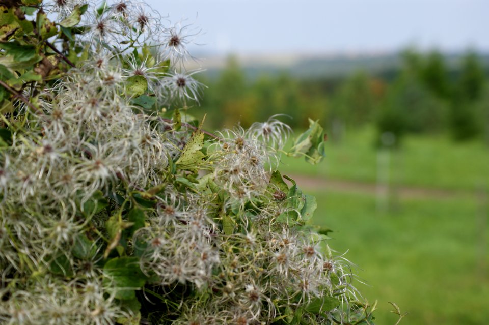 Tharandt clematis ligusticifolia