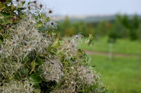 Tharandt clematis ligusticifolia