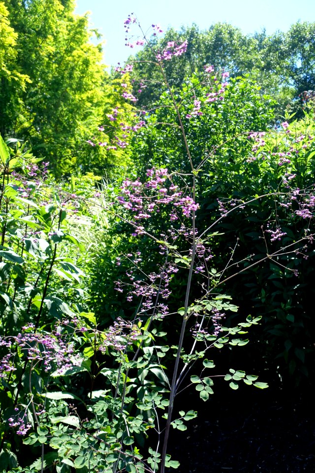 Thalictrum delavayi var. acuminatum - Coastal Maine Botanical Gardens - DSC03176