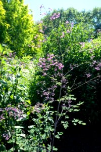 Thalictrum delavayi var. acuminatum - Coastal Maine Botanical Gardens - DSC03176