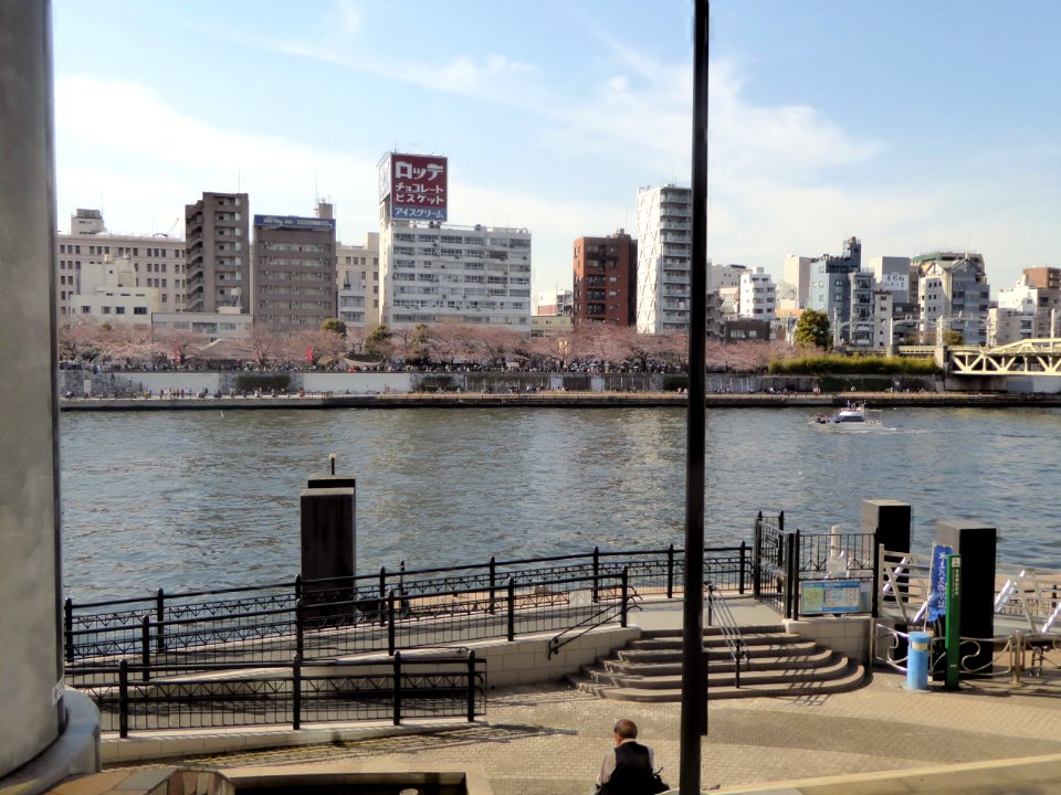 The cherry-tree-lined among the Sumida River