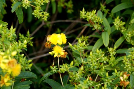 Tharandt hypericum prolificum