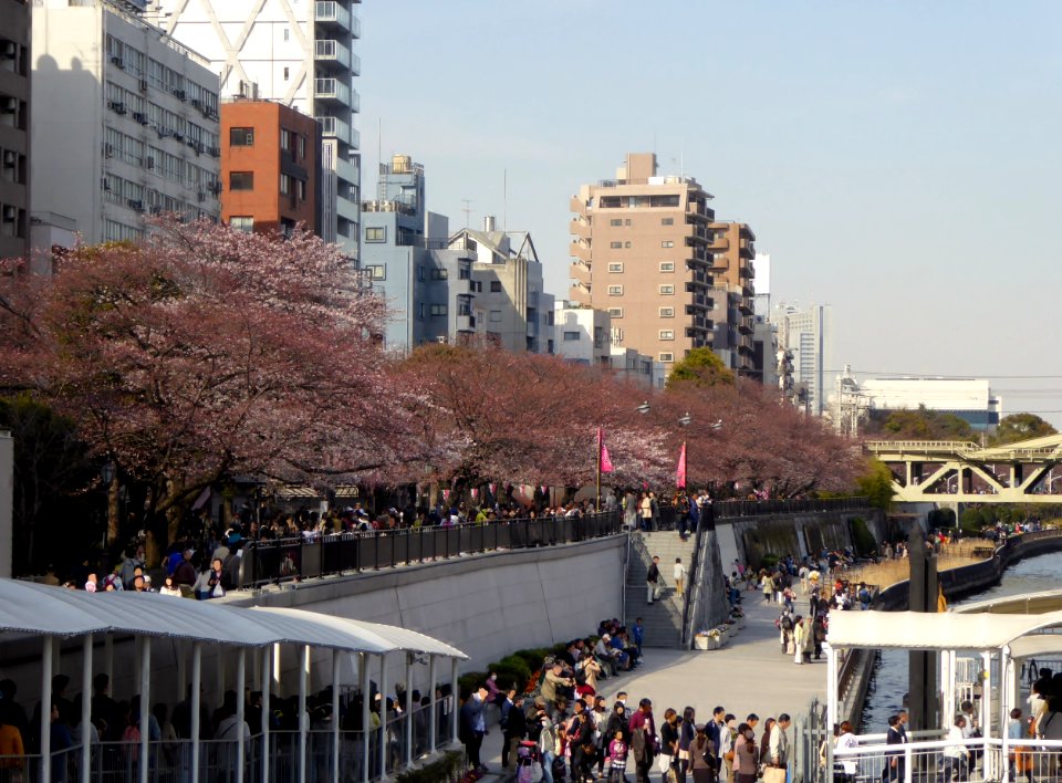 The cherry-tree-lined among the Sumida River (1)