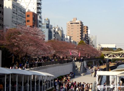 The cherry-tree-lined among the Sumida River (1)