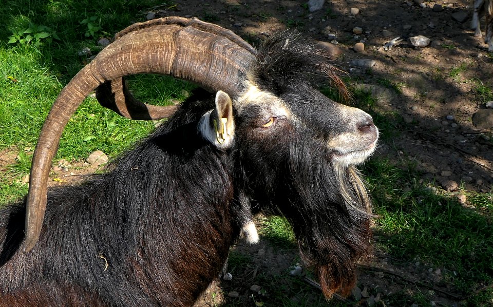 Thüringer Waldziege, Bock, Portrait, Warder