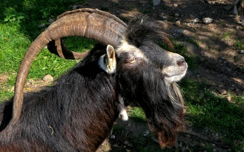 Thüringer Waldziege, Bock, Portrait, Warder