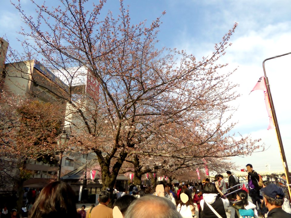 The cherry-tree-lined path near Akabanebashi Station (1)
