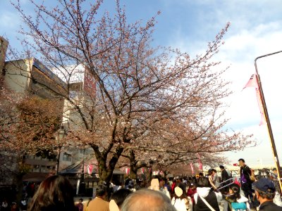The cherry-tree-lined path near Akabanebashi Station (1)