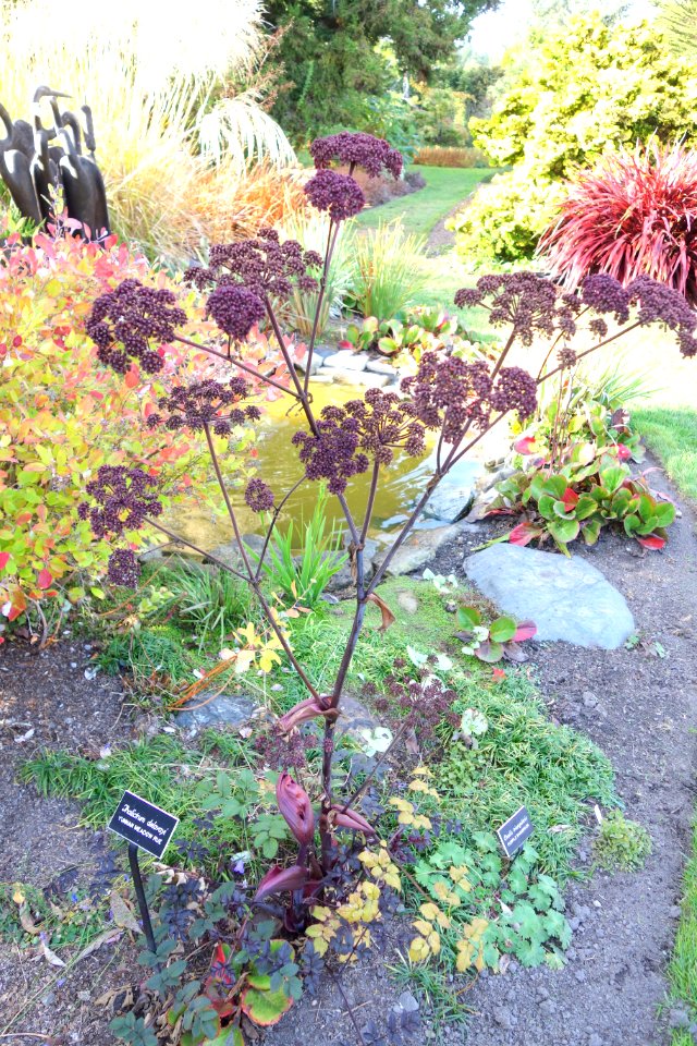 Thalictrum delavayi - Mendocino Coast Botanical Gardens - DSC02265