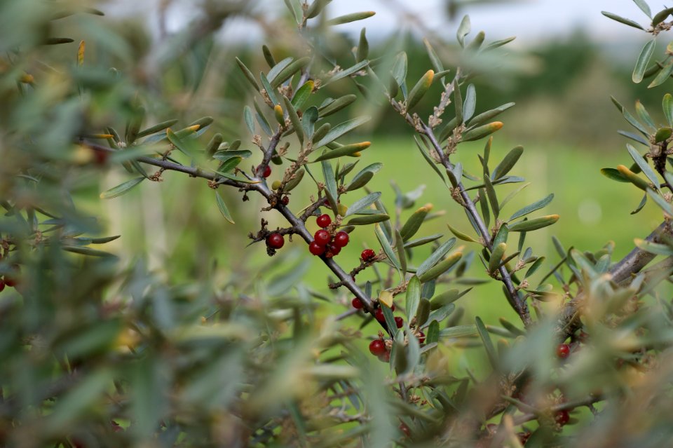Tharandt shephardia argentea