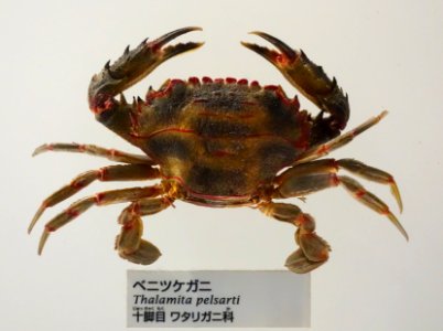 Thalamita pelsarti - National Museum of Nature and Science, Tokyo - DSC07547