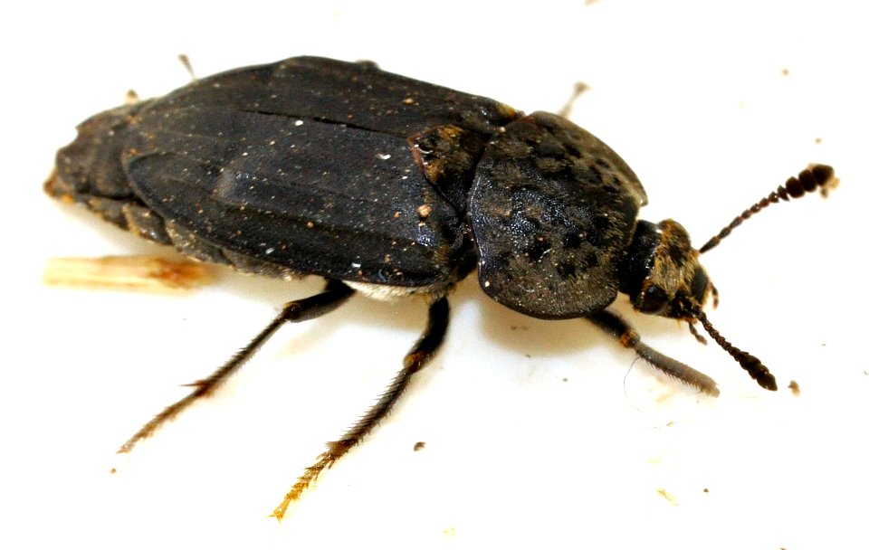 Thanatophilus-sinuatus-10-fws