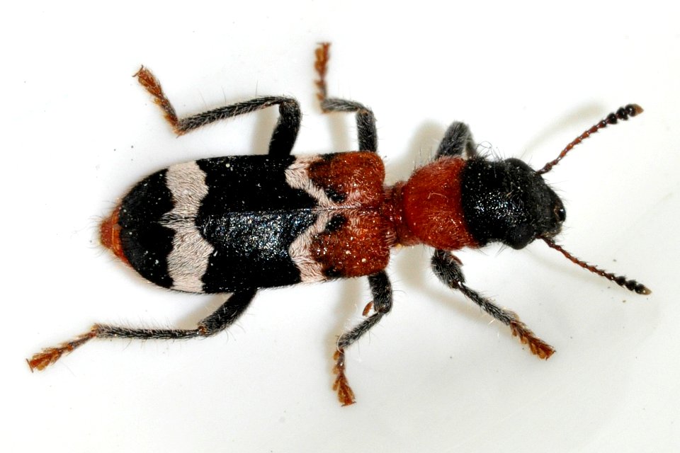 Thanasimus-formicarius-06-fws