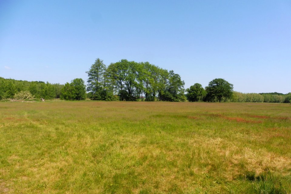 Thüle - Barbruch - 9