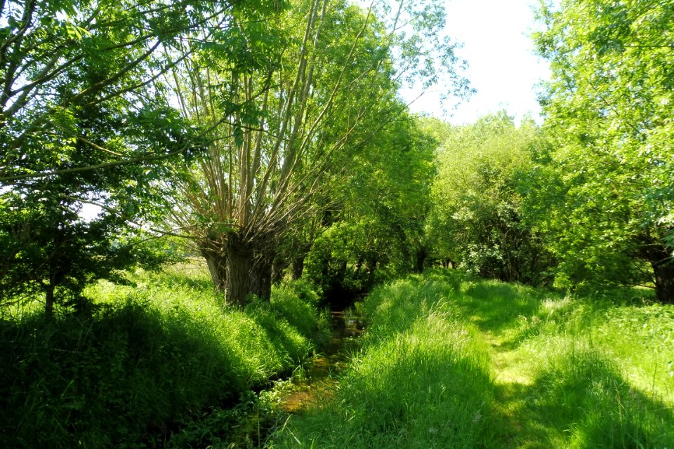 Thüle - Barbruch - 4