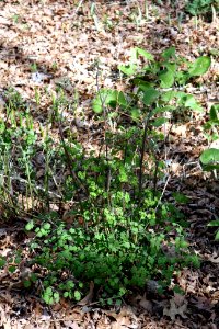 Thalictrum dioicum 3