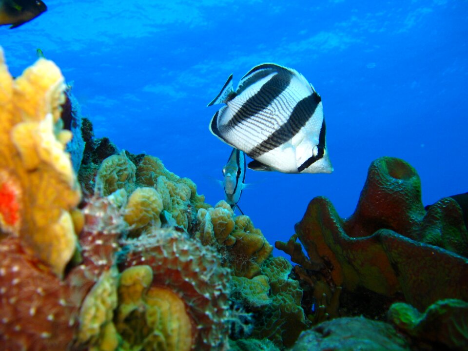 Ocean coral nature