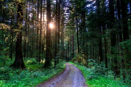 Forest forest path sunset photo