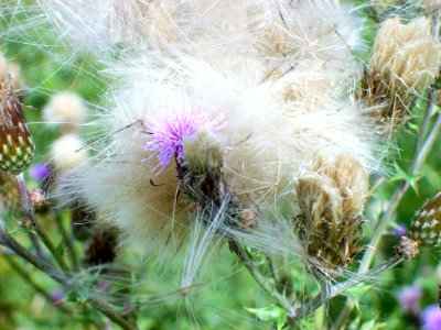 Thistledown, Matfield, Kent