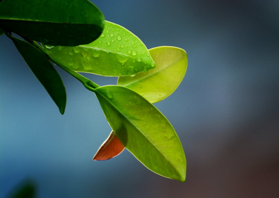Nature green leaf green leaves