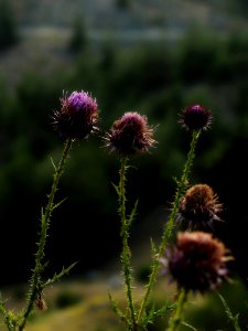 Thistle 2 (161677653)