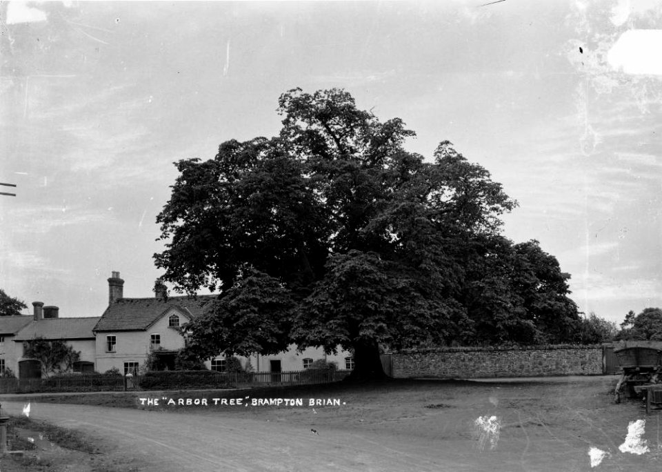 The " Arbor Tree" Brampton Brian (1294001)