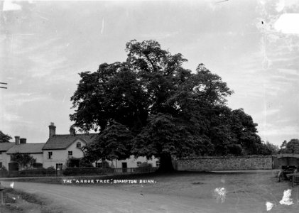 The " Arbor Tree" Brampton Brian (1294001)