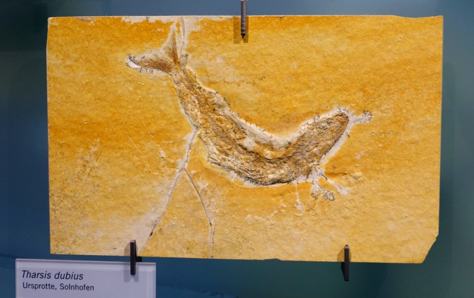 Tharsis dubius - Museum fur Naturkunde, Berlin - DSC09988