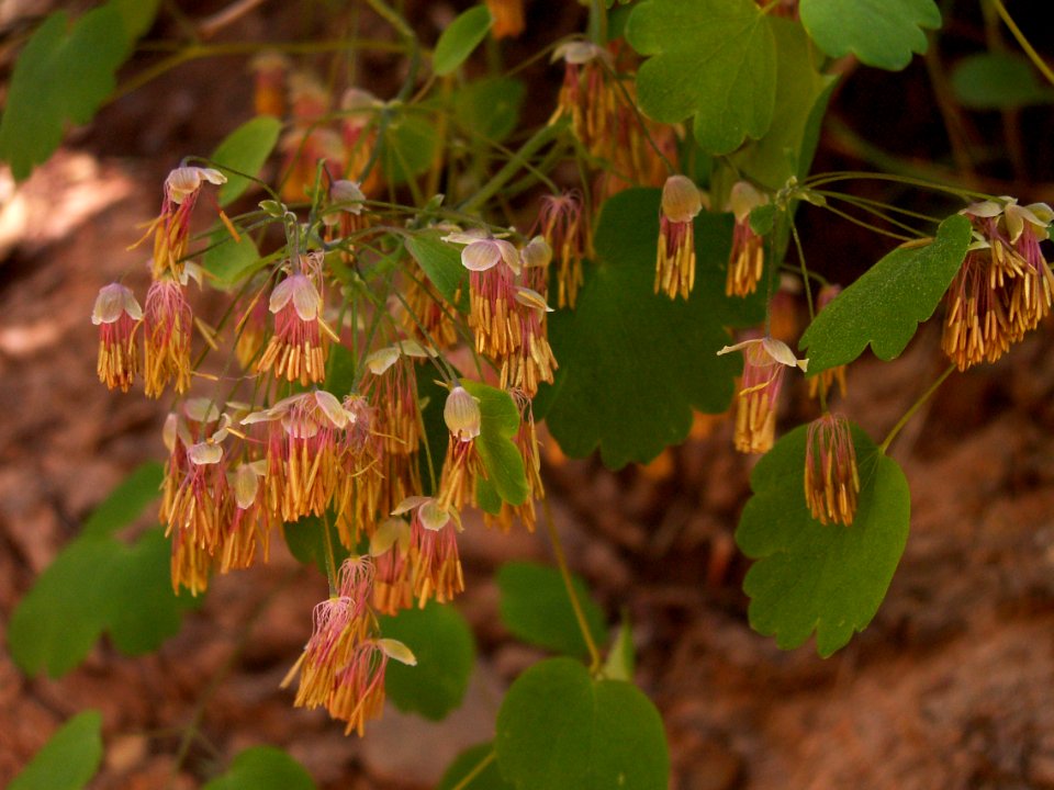 Thalictrum dioicium, 2015-05-02, Fox Chapel, 02