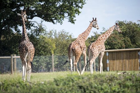 Giraffes nature animal