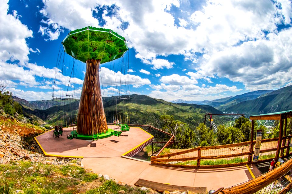 The Big Tree (258613729)
