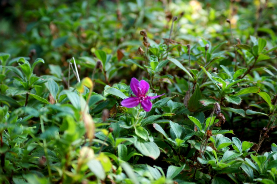 Tharandt rhododendron camtschaticum