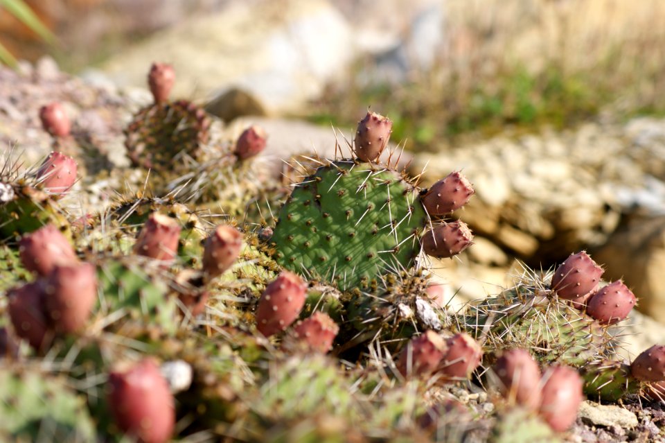 Tharandt opuntia phaeacantha