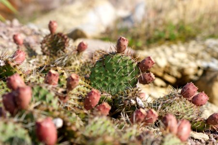 Tharandt opuntia phaeacantha