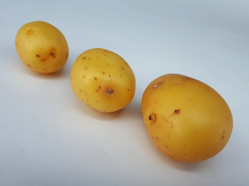 Three small potatoes 2017 B