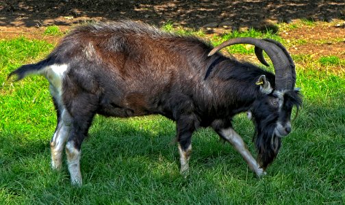Thüringer Waldziege, Bock, Warder