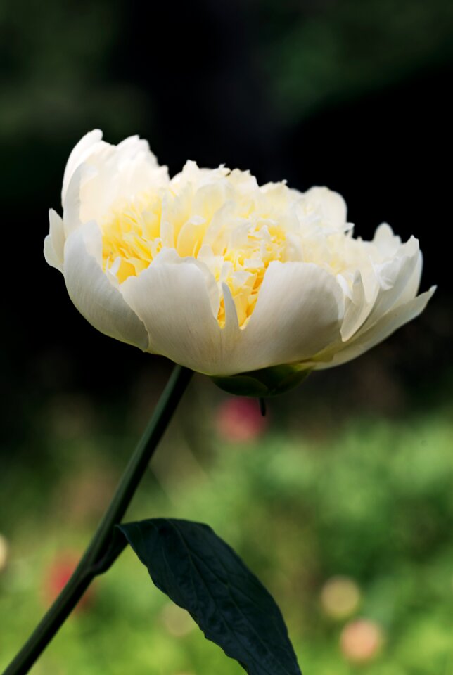 Floral blossom white