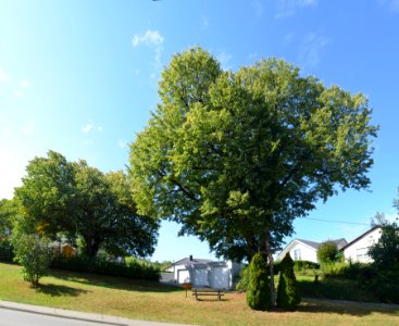 Thanheim, Linde (1)