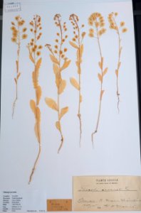 Thlaspi arvense - Swedish Museum of Natural History - Stockholm, Sweden - DSC00717