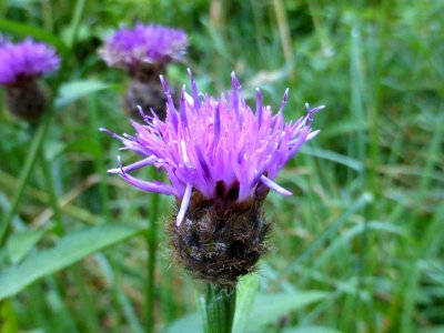 Thistle-2