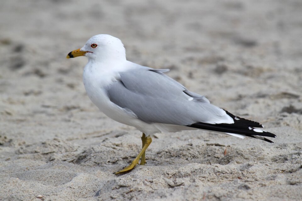 Seagull sea white