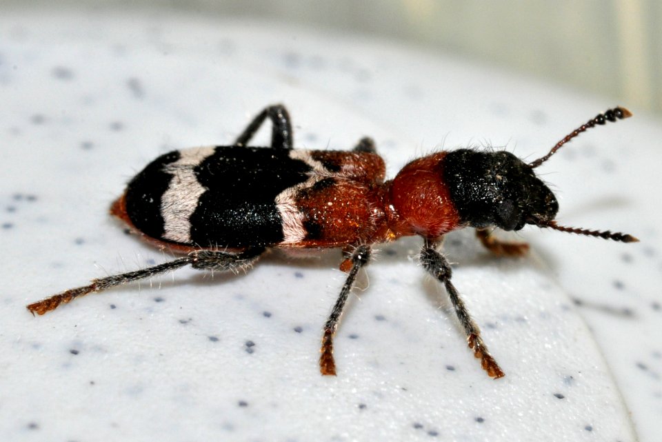Thanasimus-formicarius-08-fws